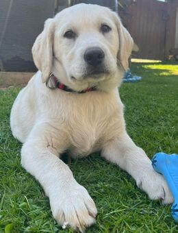 Wir haben ab sofort super süße reinrassige Labrador Welpen abzugeben - Rathenow