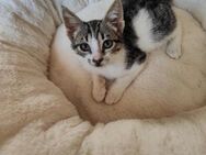 Mandy aus dem Tierschutz - Grevenbroich