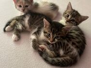 3 wunderschöne Katzenbabys Babykatzen Kitten - Odenbach