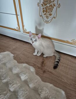 Babykatze - Rheinmünster