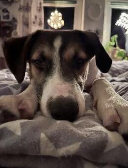 Tobi sucht seine Menschen - Greiz