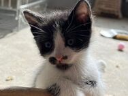 💕 Babykater Leo will die Welt entdecken - Eislingen (Fils)