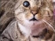 Liebe, verschmuste Katze Lotta - Karlsruhe