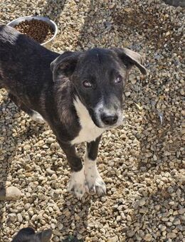 🙏Louis sucht sein Zuhause🙏 - Teisnach