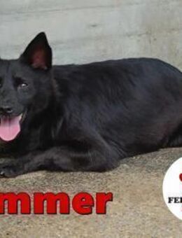 hübsche Summer sucht ein Zuhause - Margetshöchheim