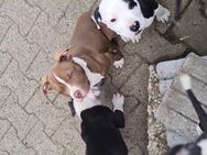 American Bulldog - Lüchow (Wendland) Zentrum