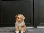 Australian Shepherd rüde - Vechta