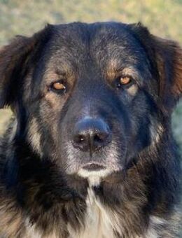 Clark, geb. ca. 02/2022, GRIECHENLAND - Euskirchen