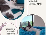 süßer junger Kater Moe - Rambin