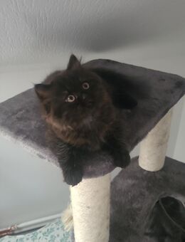 BLH Kitten - Burgdorf Zentrum