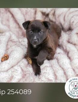 Maya: Hundekind sucht ein Zuhause - Kirchzell