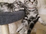 Bkh silver tabby classic - Dortmund