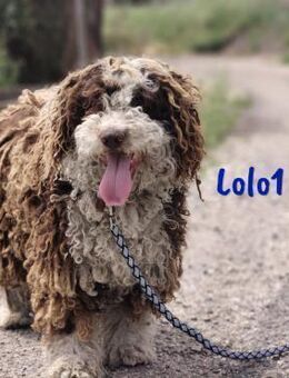Lolo1 sportlicher spanischer Wasserhund - Ruppertsecken