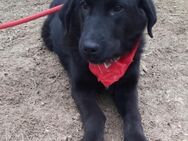 Raffi - knuffiger Labrador-Mix - Kissing