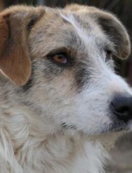 Sanfter, ruhiger und lieber Leo - Kallmünz