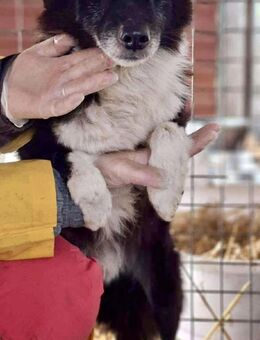 Trauriger, verwaister Pedro - Koblenz