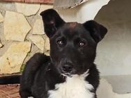 Tommy - Rieden (Rheinland-Pfalz)