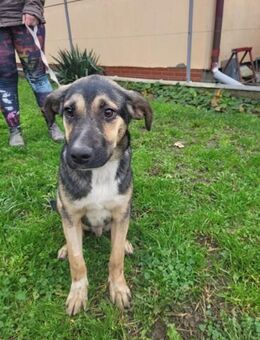 Demo toller freundlicher Rüde - Hüllhorst