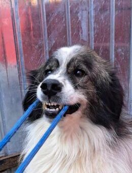 Yuki - hat den Schalk im Nacken - Dreikirchen