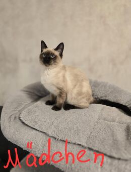 Siam Kitten "Geimpft mit Untersuchung" - Alfeld (Leine)