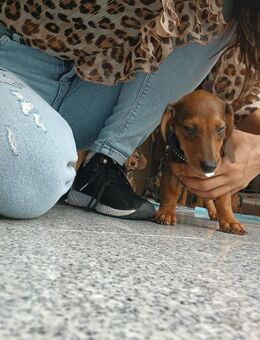 3 Dackelmix suchen noch ein zu hause - Hamm