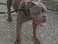 OEB Old English Bulldogge 5 Jahre - Ahlen