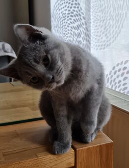 BKH Kitten Reinrassig - Wolfsburg