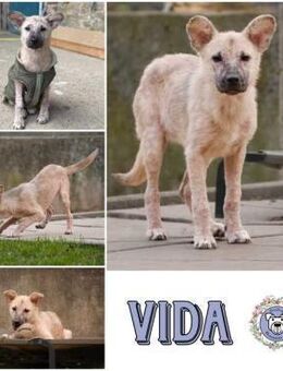 VIDA * sanftes Seelchen möchte ankommen - Duisburg