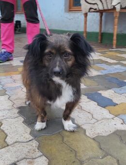 Filou, wunderschöner, freundlicher Rüde - Köln