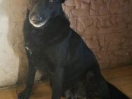 Megi 💗 herzliche, sanfte Hunde-Seniorin - Hamburg