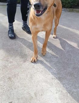 Lucy die freundliche❤️ auf Pflegestelle - Mylau