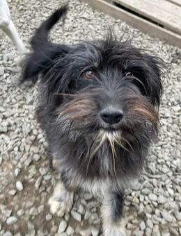 SANDOKAN - wartet schon sein Leben lang - Konstanz