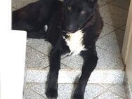 FINN - junger verschmuster Schäferhund - Kempen