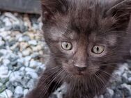 Katzenbabys Kitten - Bernburg (Saale)