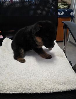 Schäferhundewelpen - Remptendorf