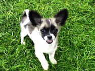 Kleiner Chihuahua-Bube, Langhaar - Babenhausen (Bayern)