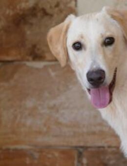 Lobo sucht seine Menschen - Fronreute