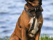 Bennie-VH, unsicherer Mantrailer sucht n - Neustadt (Rübenberge)