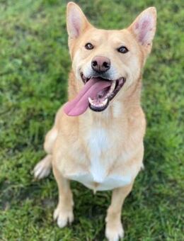 Lupo - Toller Rüde sucht Familie - Berlin