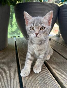 Süße BKH Katzenbabys Kitten - Frankfurt (Main) Zeilsheim