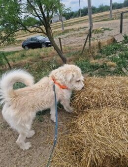 Balou; gemütliche Spürnase - Geilenkirchen
