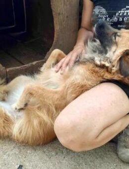 Freundliche Linda - verspielt und sozial - Koblenz