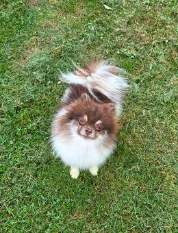 Reinrassige Pomeranianhündin mit Stammbaum sucht Kuschelkörbchen auf Lebenszeit! - Roth (Landkreis Altenkirchen (Westerwald))