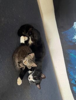 Junge hauskatzen - Witten