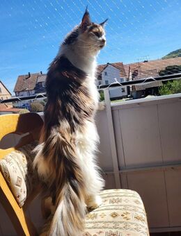 Maine Coon kastriert sucht - Telgte Zentrum