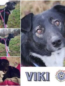 VIKI *freundliche Familienhündin - Duisburg