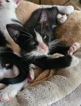 2 Kater suchen ein Zuhause - Hettstedt