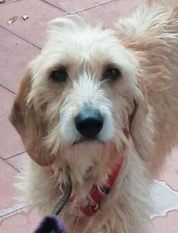 Birba - bereit für eine ruhige Familie - Würzburg