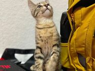 Zwei EKH-Kitten suchen ein liebevolles Zuhause – geboren am 06.04.2025 - Herne Holsterhauen