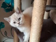 Britisch bluepoint Kitten sofort abzugeben - Sonnenstein